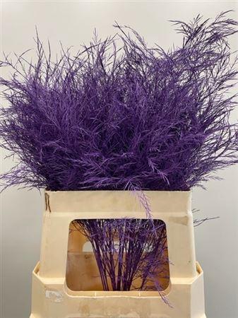 <h4>Treefern Purple</h4>