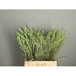 PF Lavender Bs Mint