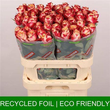 <h4>R Gr Chapeau</h4>