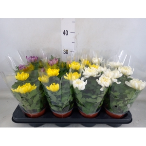 Chrysanthemum  'Cosmo'  ..mix