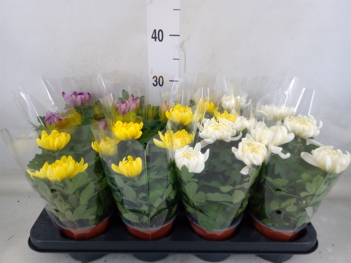 <h4>Chrysanthemum  'Cosmo'  ..mix</h4>