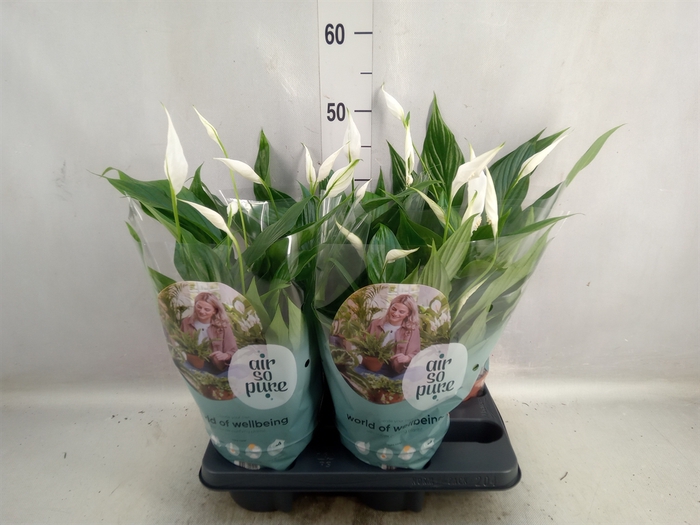 <h4>Spathiphyllum  'Pearl Cupido'</h4>