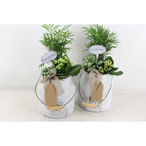 arr2 TD - Zink melkbus - geel/wit