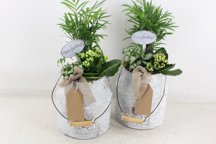 <h4>arr2 TD - Zink melkbus - geel/wit</h4>