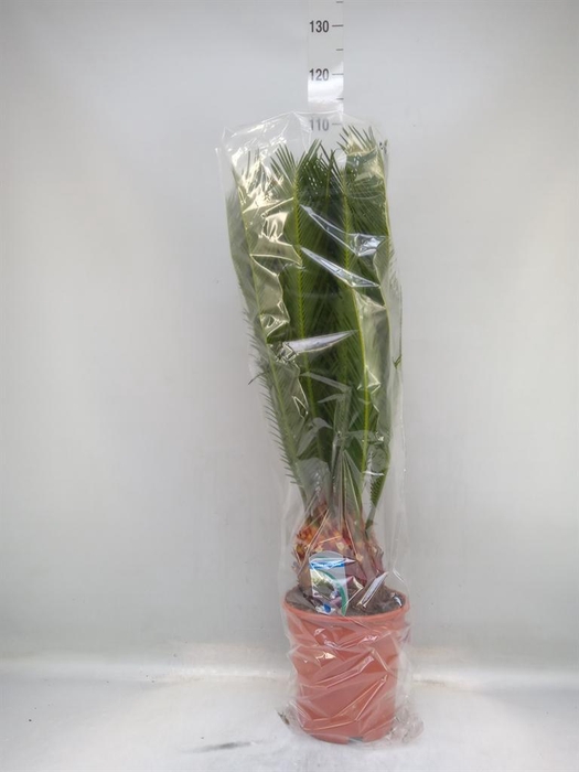 <h4>Cycas revoluta</h4>