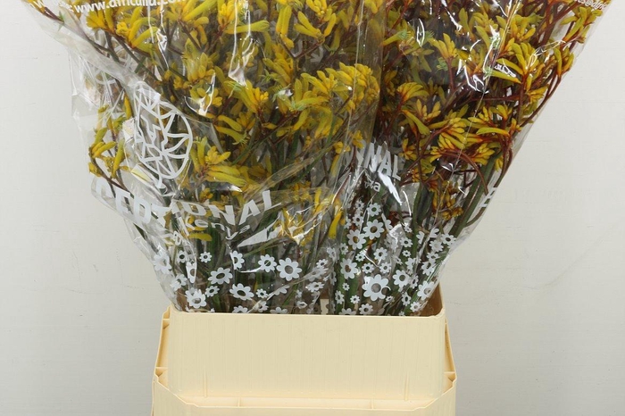 <h4>Anigoz Ov Geel</h4>