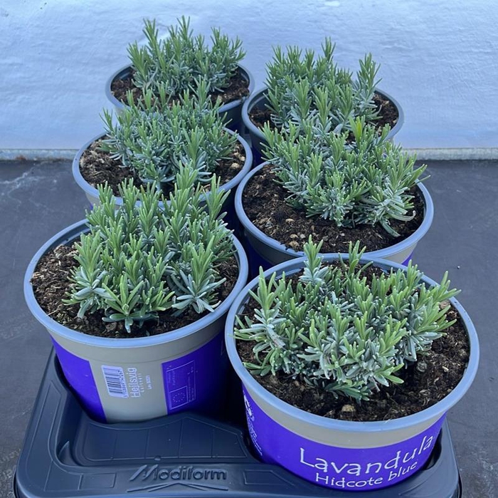 <h4>LAVANDULA ANGUSTIFOLIA</h4>