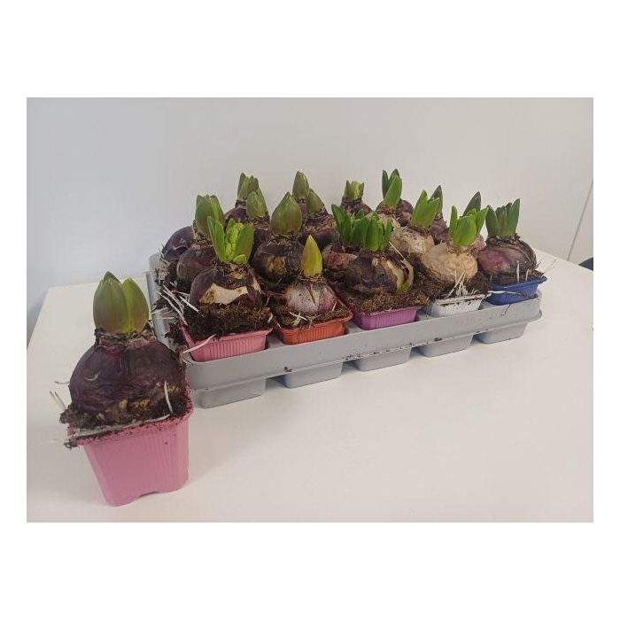 <h4>Hyacin Gem 5 Kl</h4>