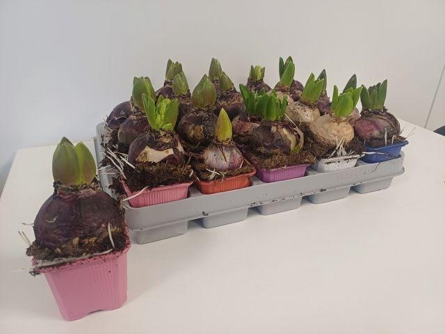 <h4>Hyacin Gem 5 Kl</h4>