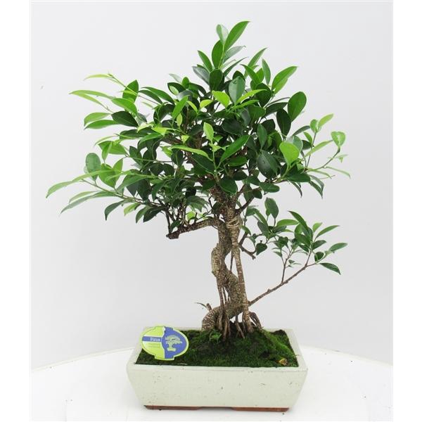 <h4>Ficus retusa, 30cm., shape, without drip tray</h4>