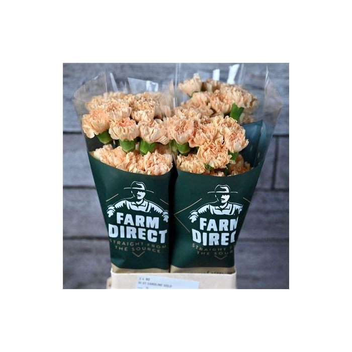 <h4>Di St Caroline Gold</h4>