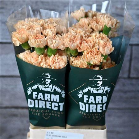 <h4>Di St Caroline Gold</h4>