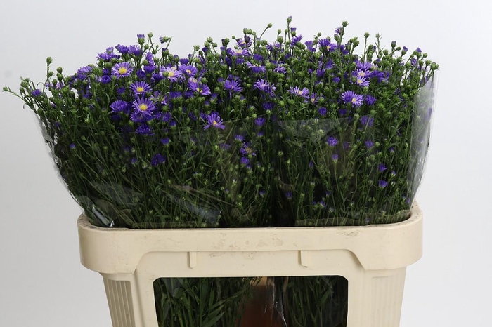 <h4>Aster Casamare</h4>