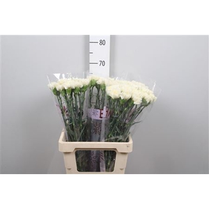 Di St White Liberty (creme/wit)