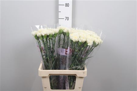 <h4>Di St White Liberty (creme/wit)</h4>