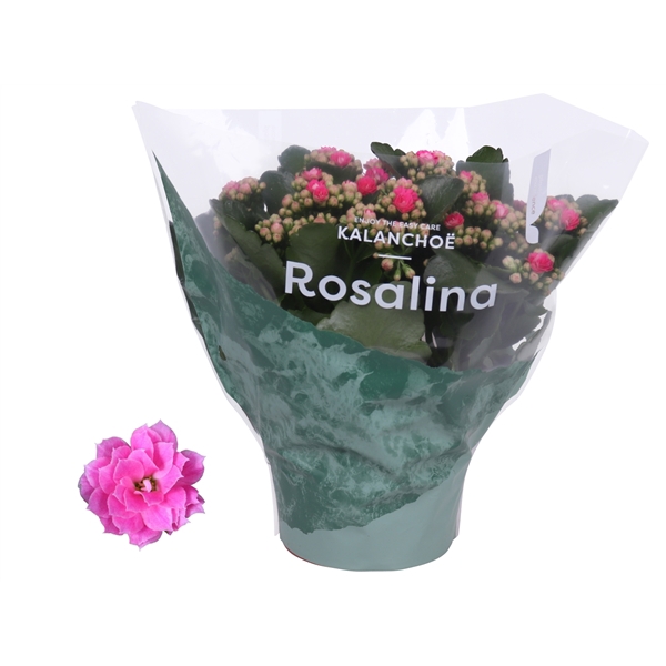 <h4>Kalanchoe Rosalina Don Nando 15cm</h4>