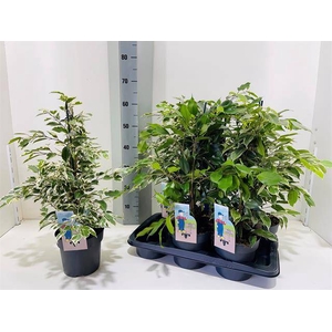 Ficus benjamina  mix 17Ø 60cm 3pp