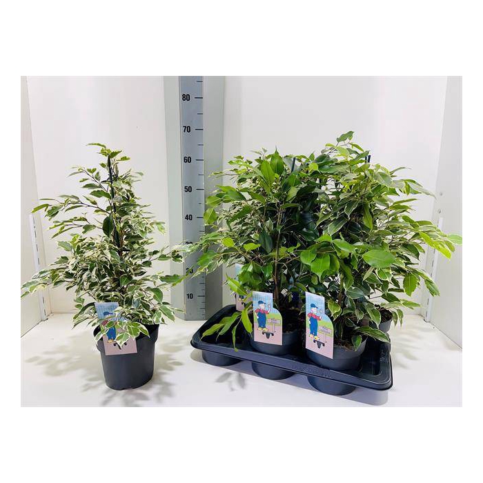<h4>Ficus benjamina  mix 17Ø 60cm 3pp</h4>