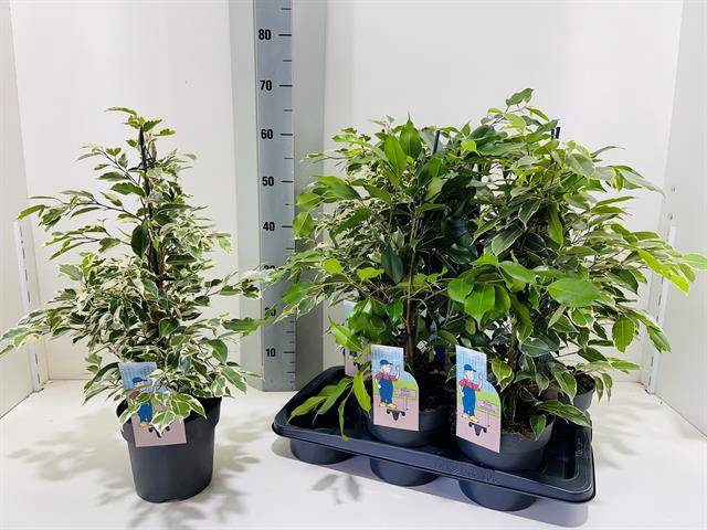 Ficus benjamina  mix 17Ø 60cm 3pp
