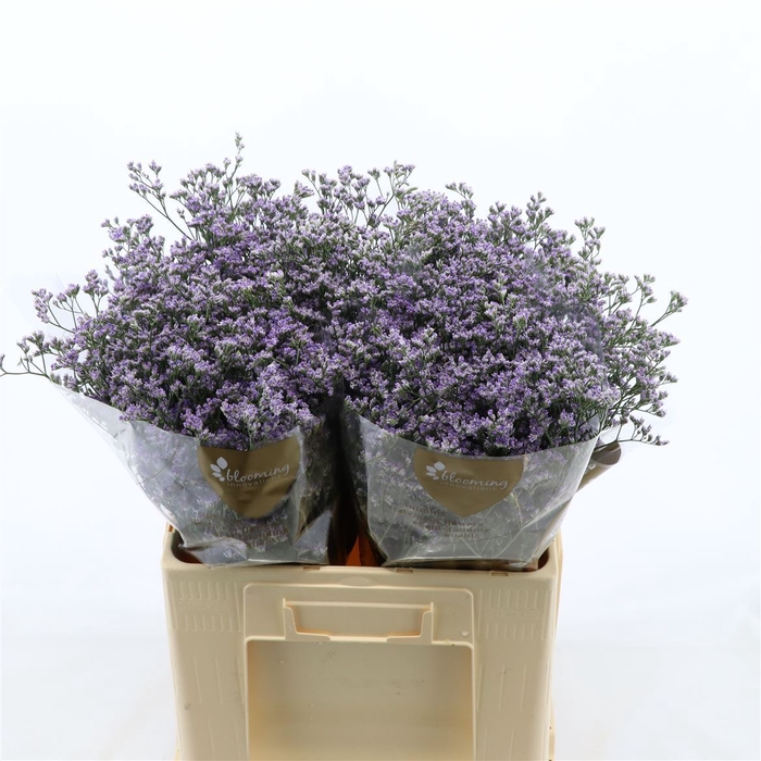 <h4>Limonium Utah Blue</h4>