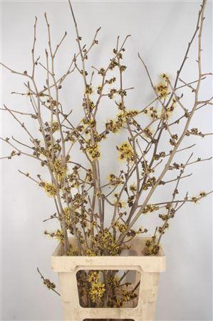 <h4>Hama Mollis Yellow</h4>