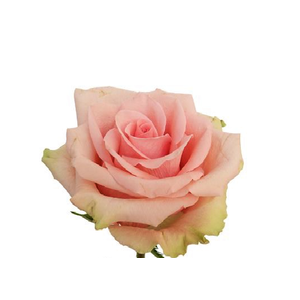 R GR ABSOLUTE IN PINK