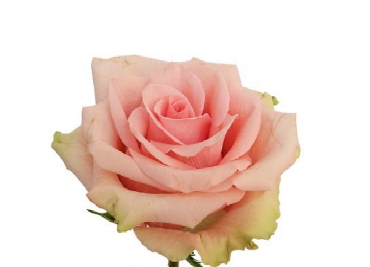 <h4>R GR ABSOLUTE IN PINK</h4>