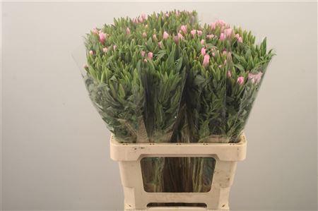 <h4>Clarkia Am Gr Pink</h4>