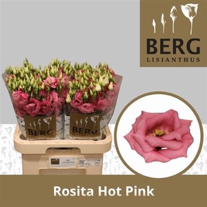 Eus G Rosi Hot Pink