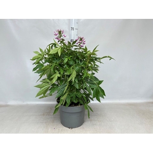 Cleome