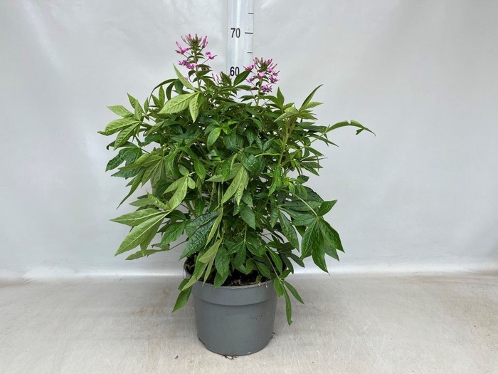 <h4>Cleome</h4>