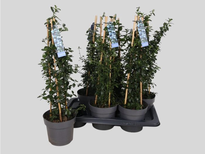 <h4>CEAN TH REPENS</h4>