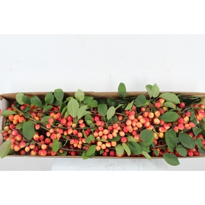 MALUS TAK 65CM