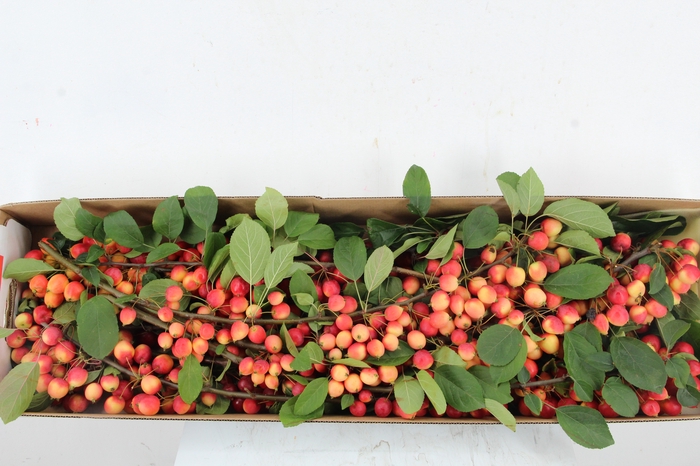 <h4>MALUS TAK 65CM</h4>