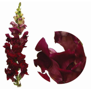 BOCA DE LEAO VINHO 070 CM