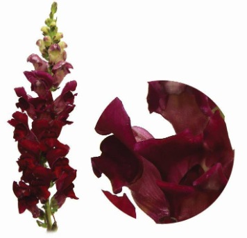 BOCA DE LEAO VINHO 070 CM