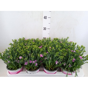 Dianthus  'Pink Kisses'