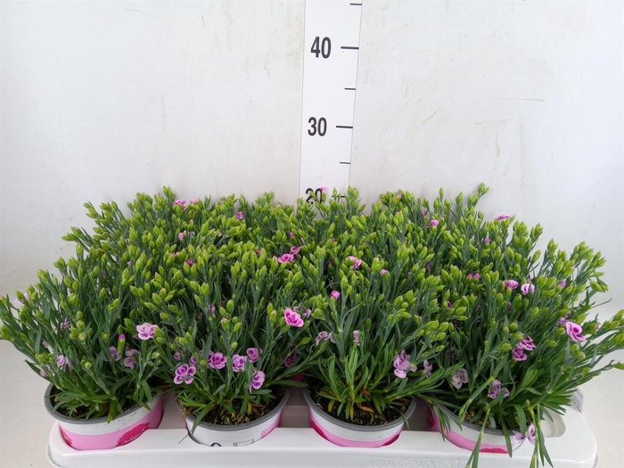 <h4>Dianthus  'Pink Kisses'</h4>