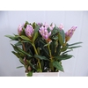 Rhodo Lilac 180 200cm P Stem