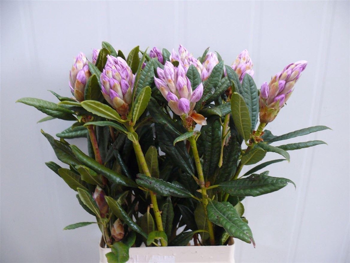 Rhodo Lilac 180 200cm P Stem