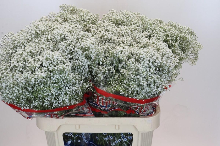 <h4>Gyps Million Stars</h4>