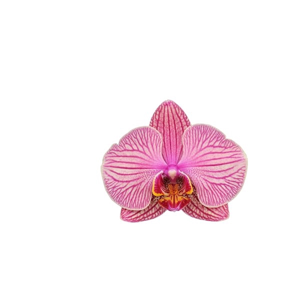 <h4>Phalaenopsis Jupiter - 3 tak 60cm (Less Plastic)</h4>