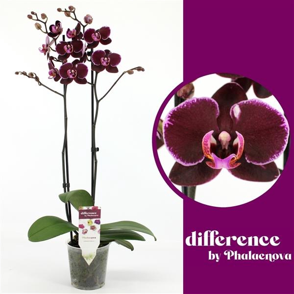 <h4>Phalaenopsis Elegant Debora</h4>