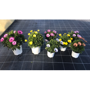 Osteospermum mixkar