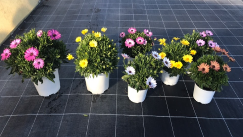 <h4>Osteospermum mixkar</h4>