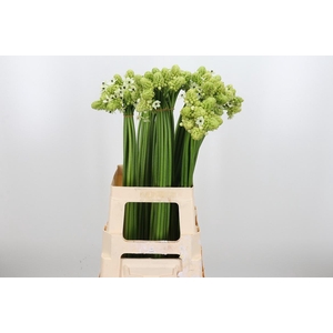 Ornithogalum Saundersiae