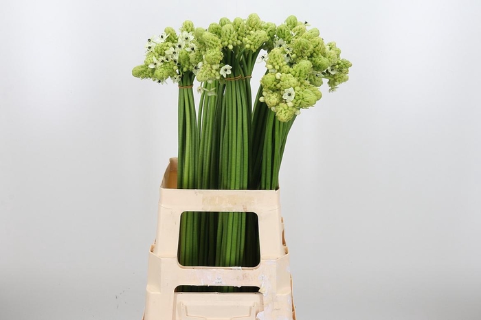 <h4>Ornithogalum Saundersiae</h4>