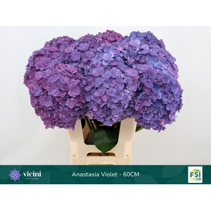 HYDRANGEA  'ROYAL ANASTASIA BLUE'