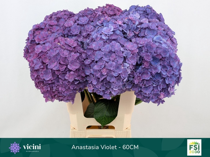 <h4>HYDRANGEA  'ROYAL ANASTASIA BLUE'</h4>