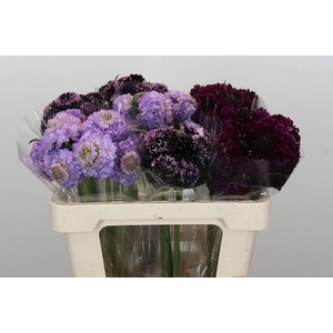 Scabiosa At Mix in blik